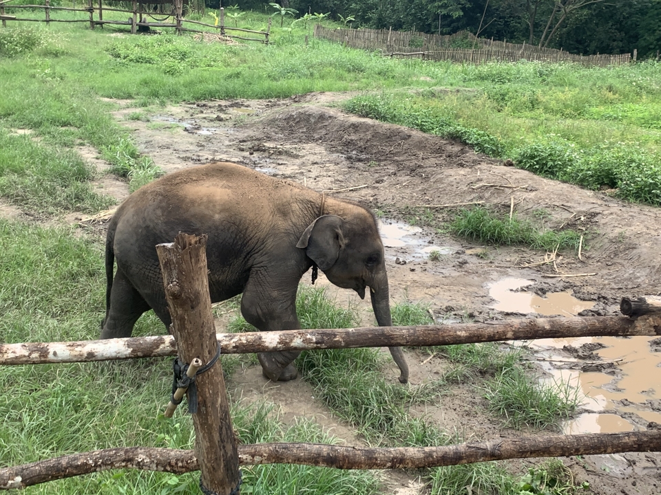 A baby elephant walking through a muddy pen.