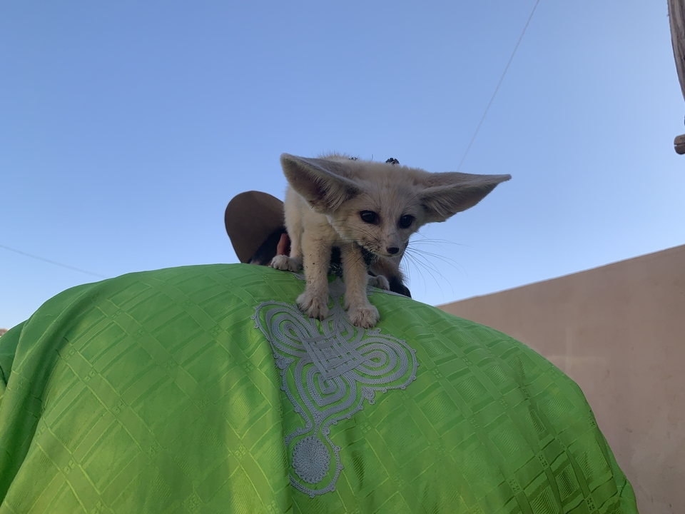 Petit animal assis sur l'épaule d'une personne.