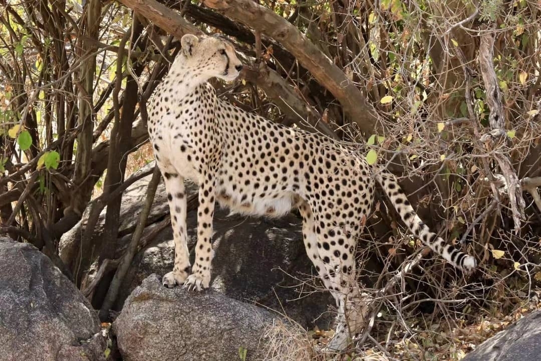 Guépard debout sur des rochers au milieu de buissons dans un cadre naturel.