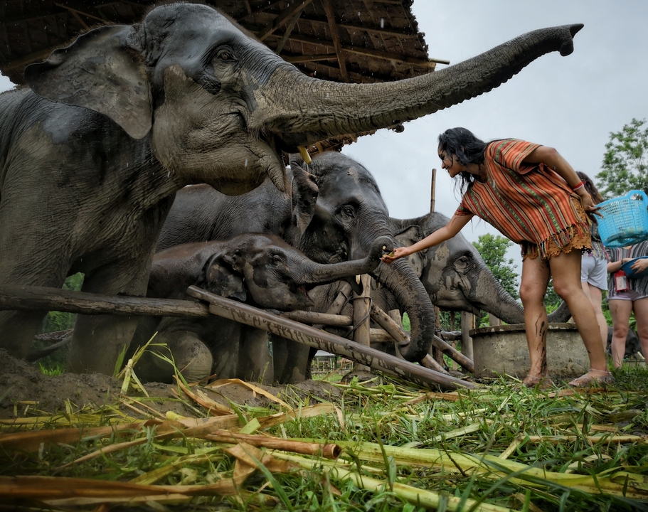 Person interacting with elephants in a natural setting.