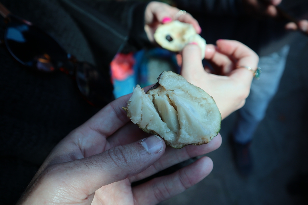 Gros plan d'une main tenant un fruit blanc partiellement mangé.
