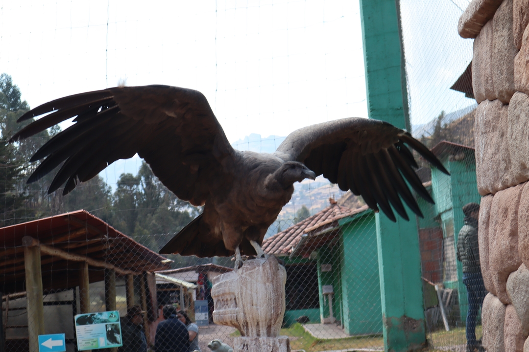 Gros oiseau aux ailes déployées perché sur un poteau en bois.