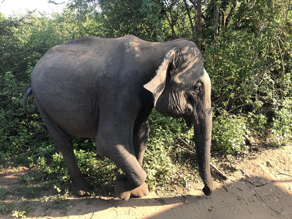 Elephant walking along a dirt path in a forested area.