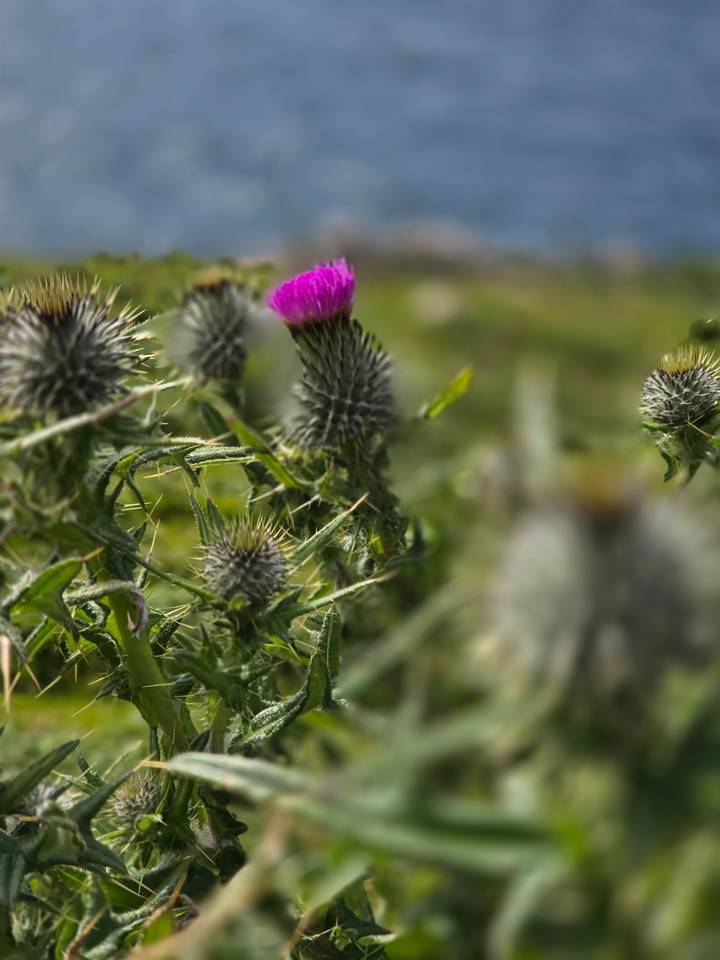 Thistle flower close-up with a blurred sky background.