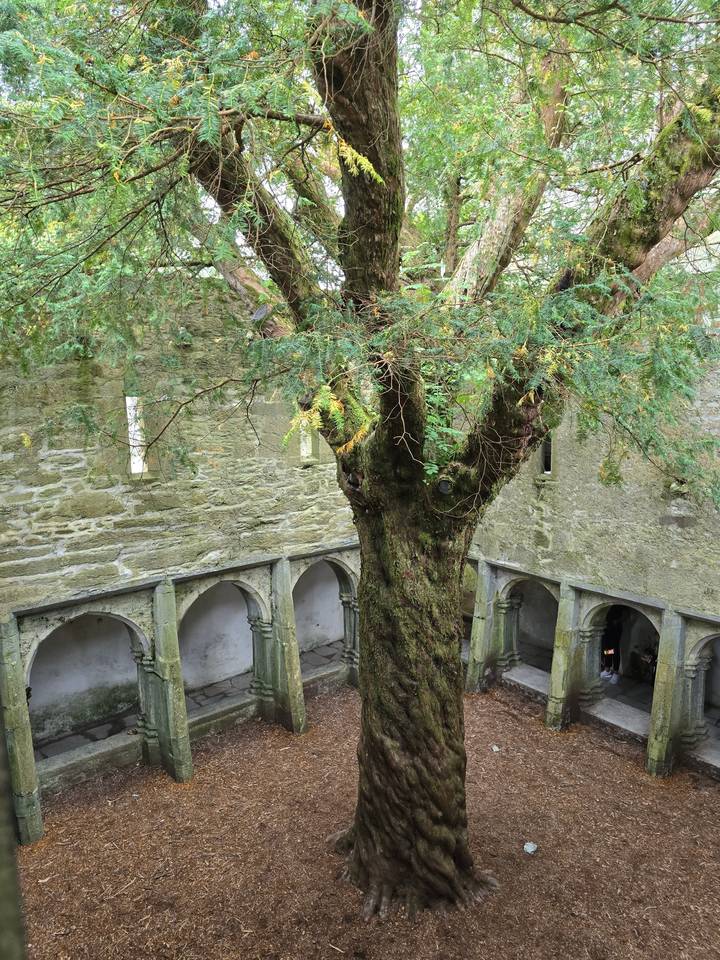 A large tree within a stone courtyard.