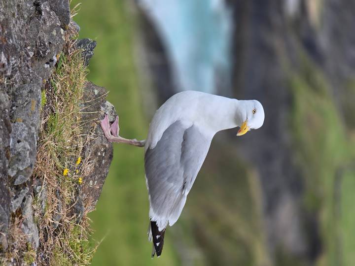 A seagull standing on a rocky outcrop.
