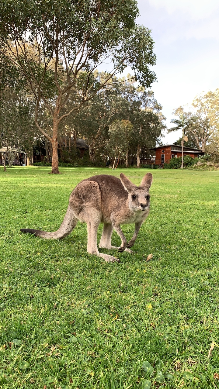 Kangaroo grazing on green grass with trees and buildings.