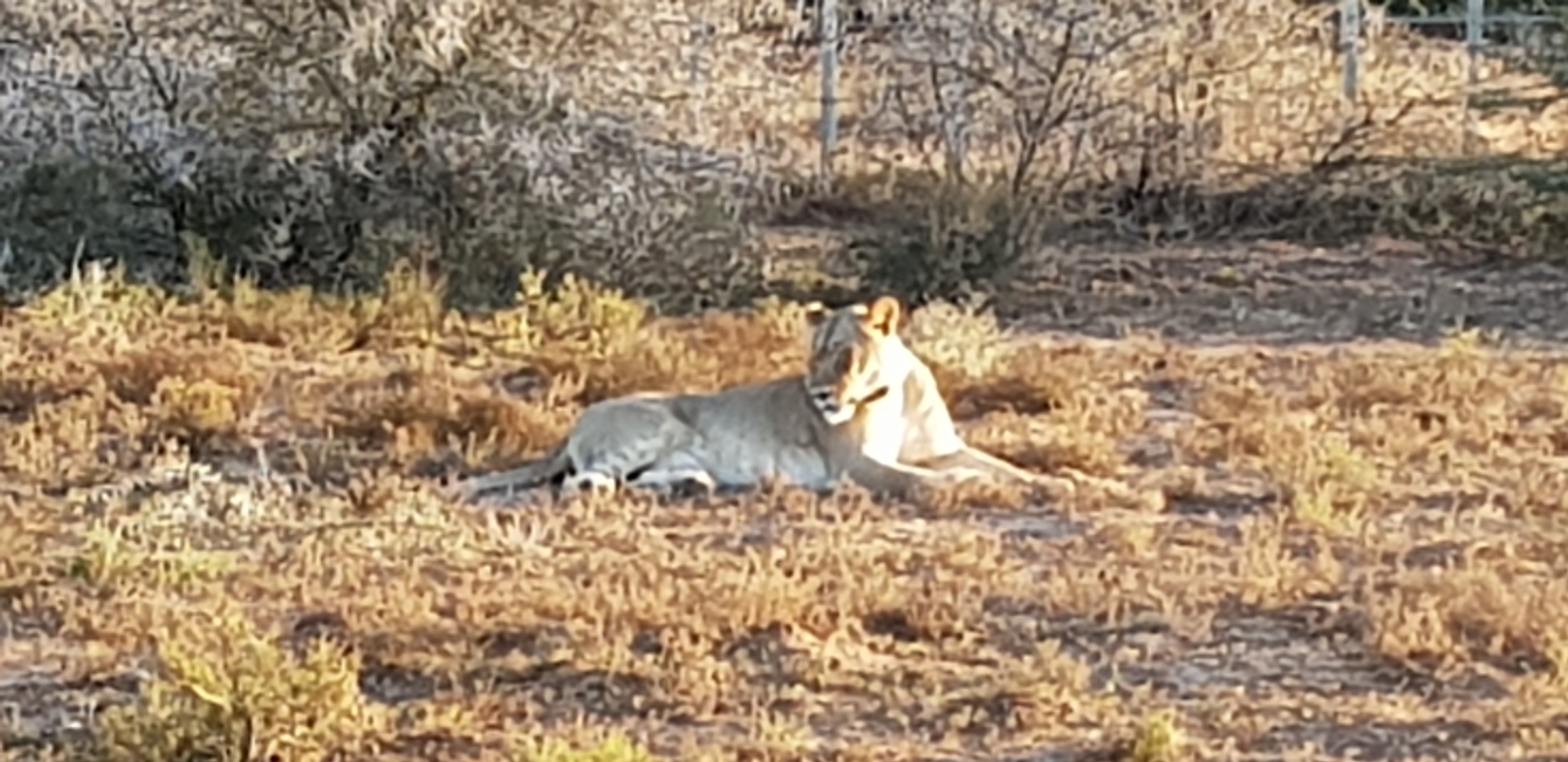 Lionne solitaire se reposant sur l'herbe sèche au milieu des buissons.