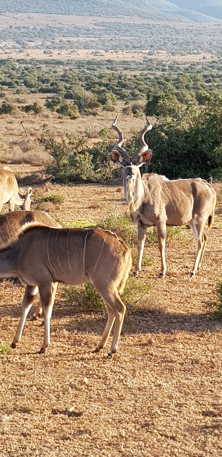 Gros plan d'un koudou avec un effet de flou, parmi une végétation de brousse sèche.