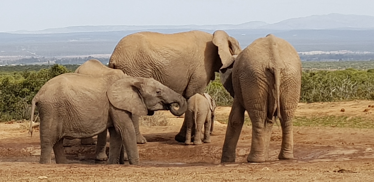 Groupe d'éléphants rassemblés autour d'un petit point d'eau dans un paysage aride.