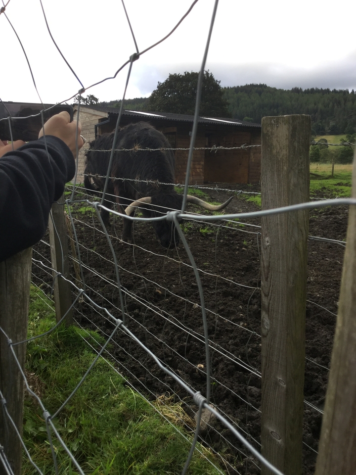 Highland cow grazing behind a fence.