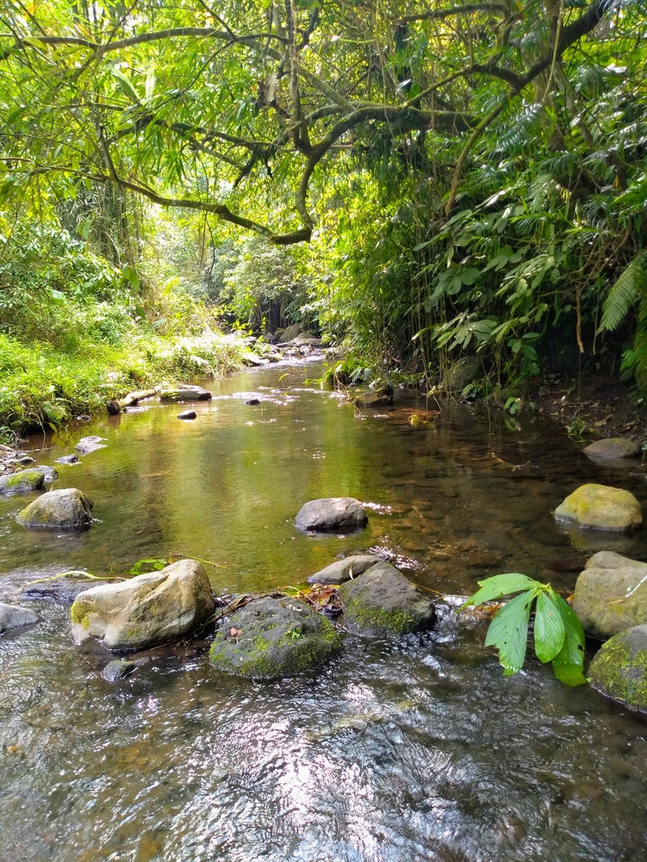A serene stream surrounded by lush green vegetation.