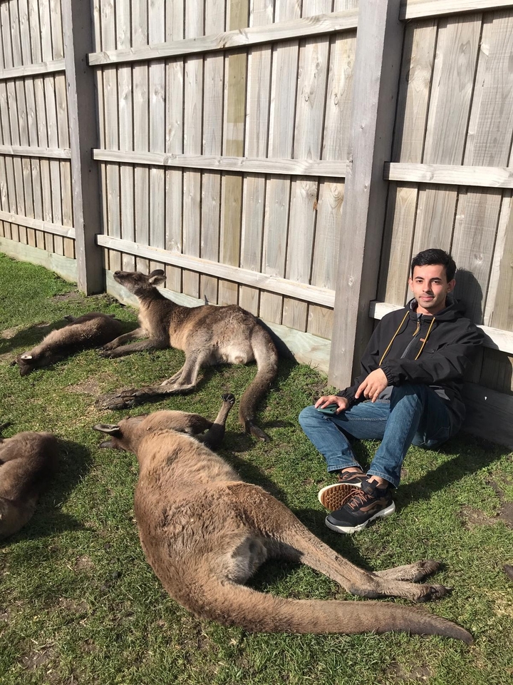 Une personne assise à côté d'une clôture avec plusieurs kangourous qui se reposent à proximité.