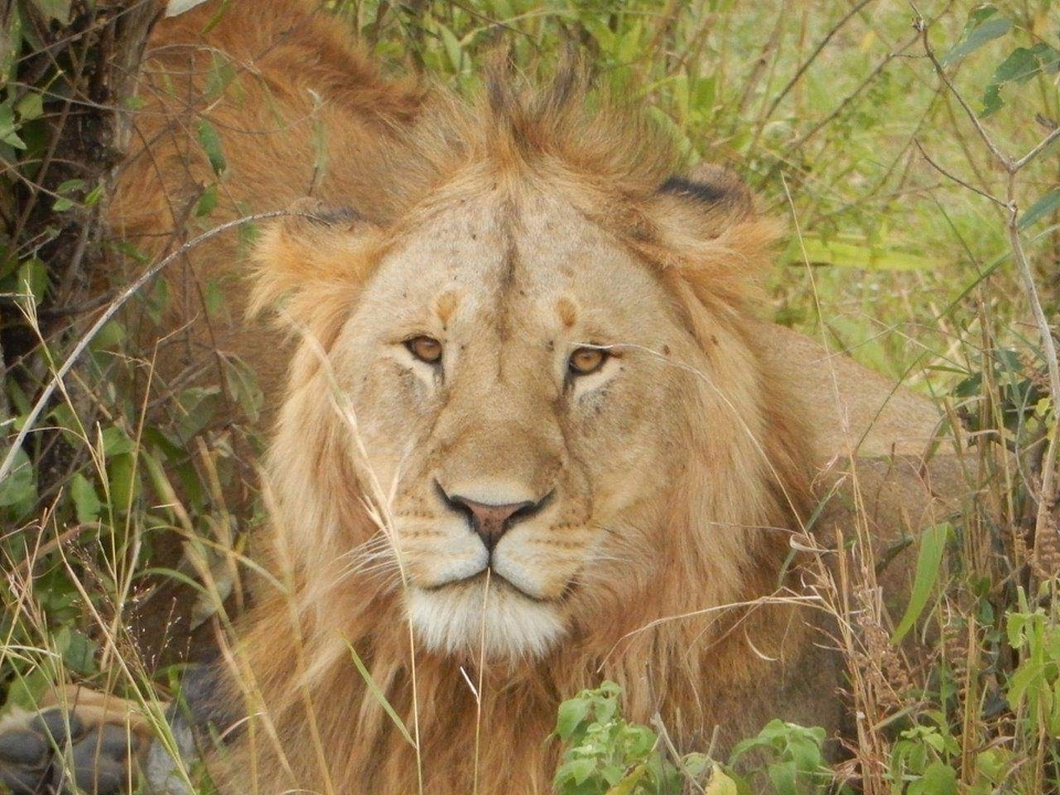 Lion couché dans l'herbe, regardant vers la caméra.