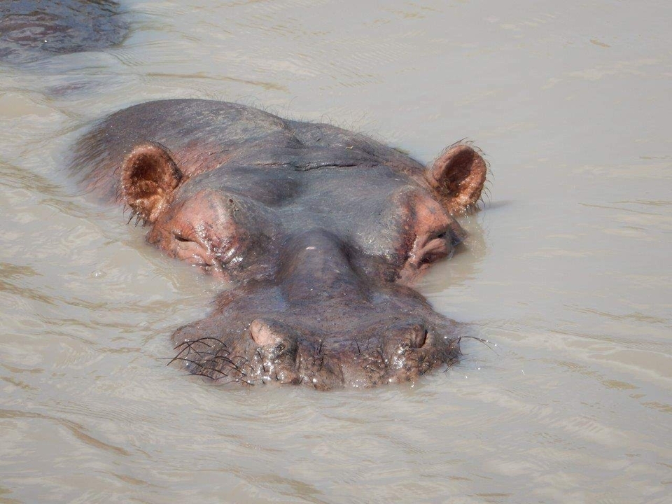 Hippopotame partiellement submergé dans l'eau regardant vers la caméra.
