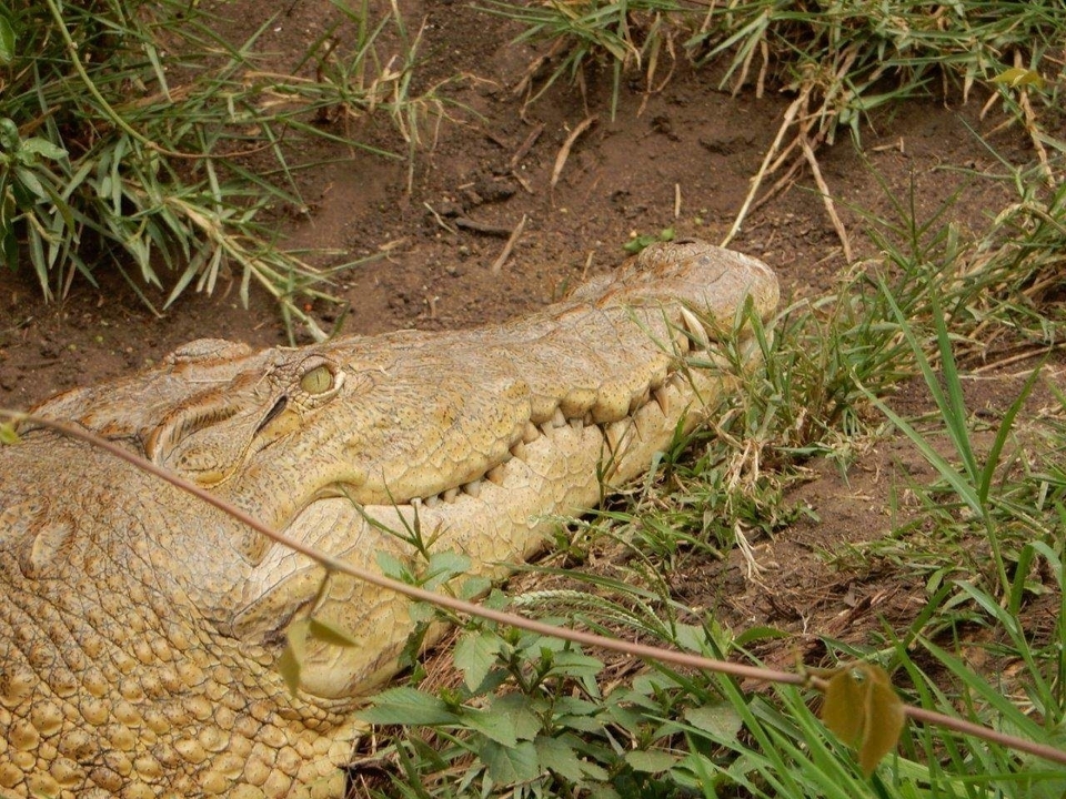 Crocodile se reposant sur la berge herbeuse près de l'eau.