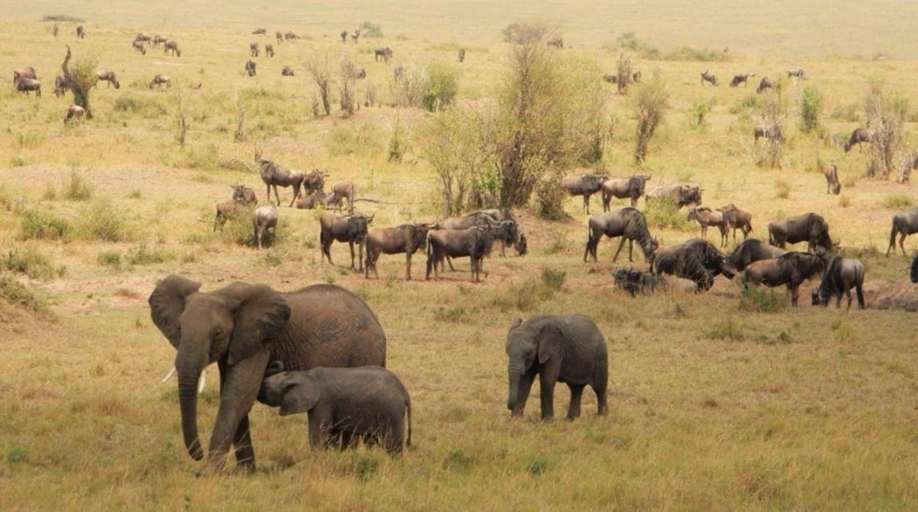 Des éléphants et des gnous broutent dans une vaste savane ouverte.