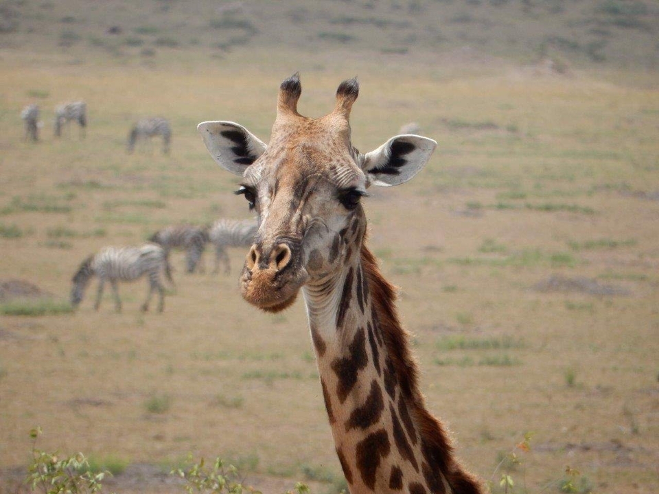 Gros plan de tête de girafe avec des zèbres en arrière-plan.