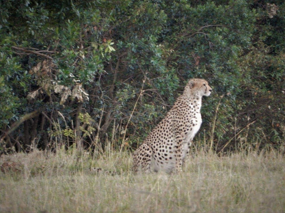Guépard assis sur l'herbe près d'un buisson, regardant au loin.