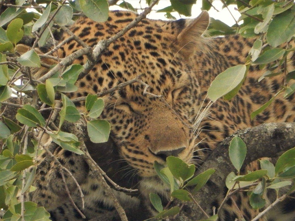 Léopard se reposant sur une branche d'arbre, entouré de feuilles.