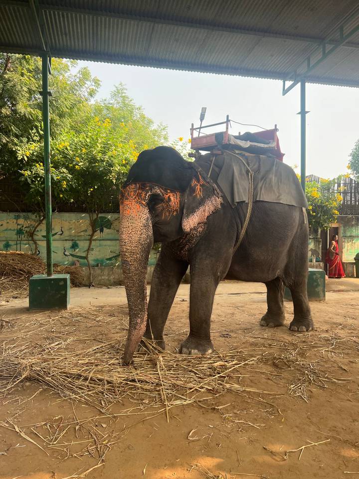 Decorated elephant resting under a shelter.