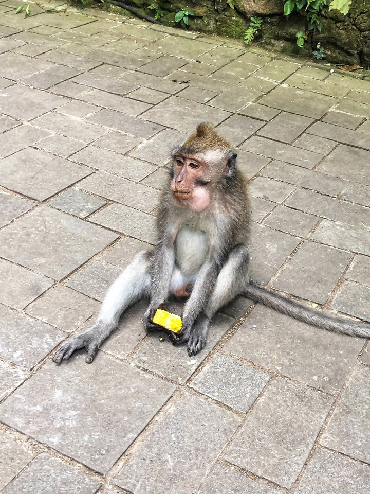 Singe assis par terre en train de manger