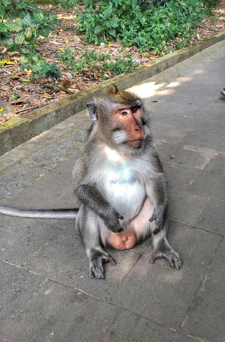 Singe assis par terre avec une expression pensive