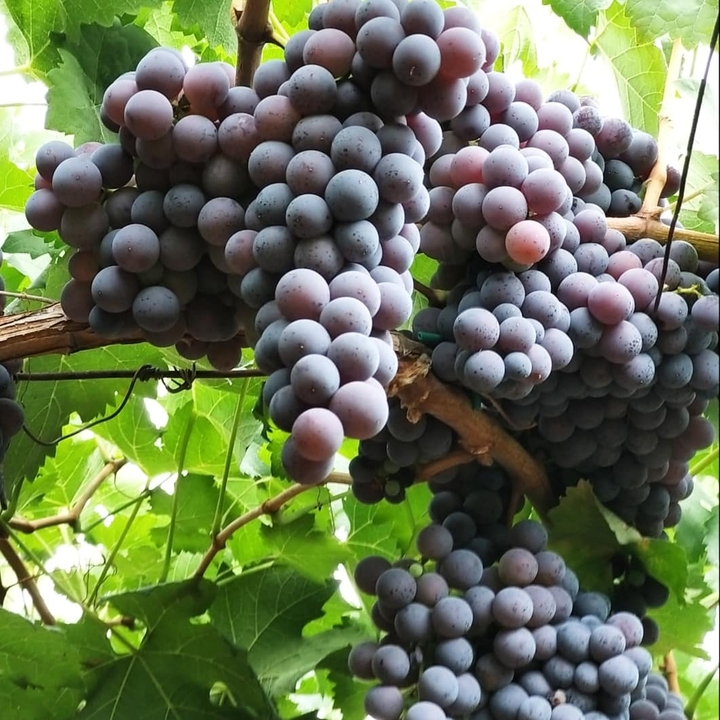 Close-up of ripe grapes on a vine.