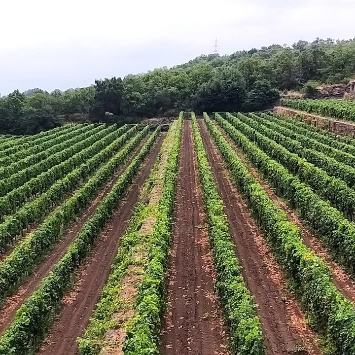 Vineyard with neatly aligned rows of grapevines.