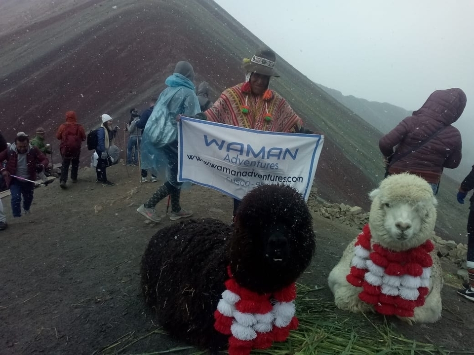 People with llamas in a high mountain landscape.