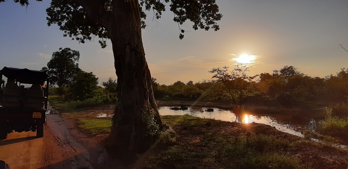 Scenic landscape with a tree, a pond, and the sun setting.