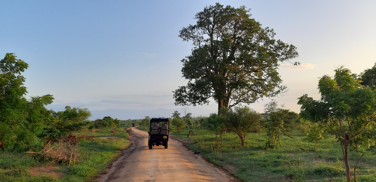 A distant jeep on a dirt path with trees on both sides.