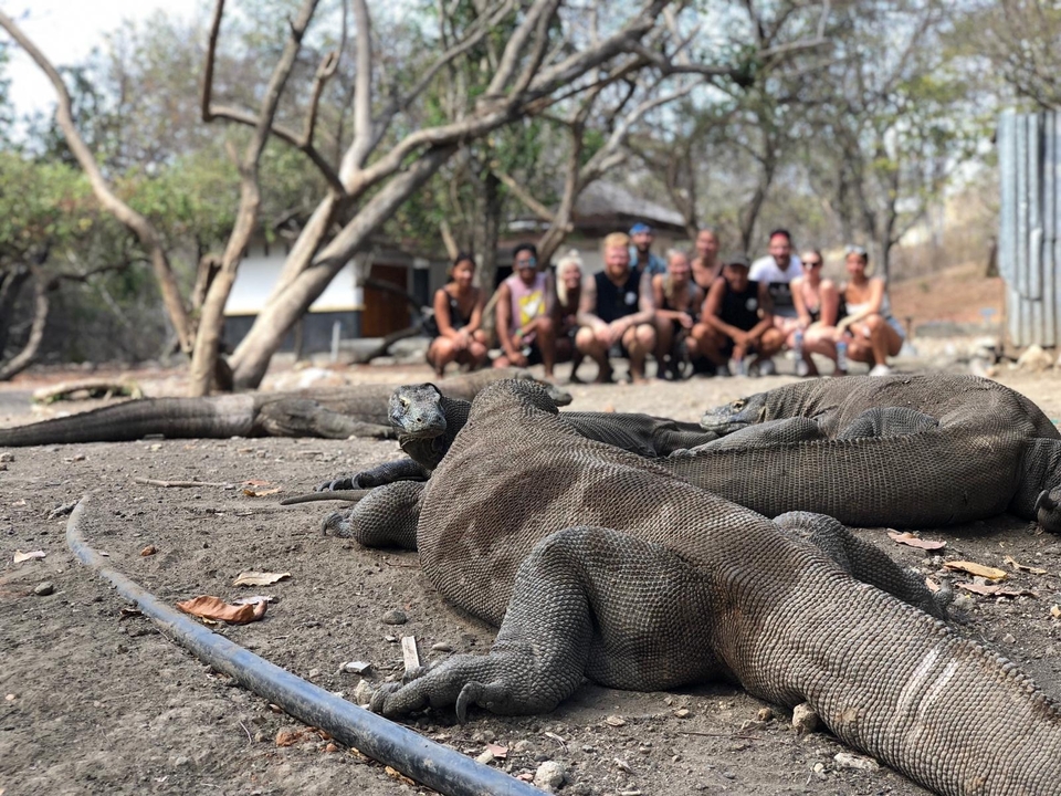 Plusieurs dragons de Komodo avec des gens en arrière-plan.