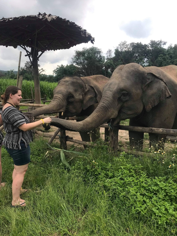 Person feeding elephants at an animal sanctuary.