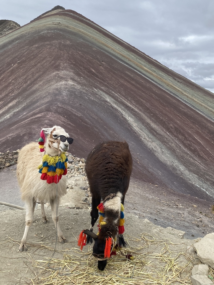 Llamas dressed in colorful attire in front of Rainbow Mountain.