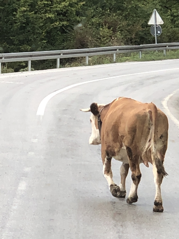 Une vache debout sur une route qui regarde derrière elle.