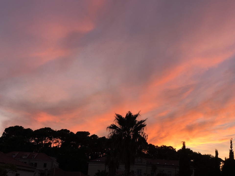 Silhouette d'arbres sur un ciel de coucher de soleil éclatant.