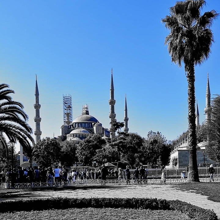 The Blue Mosque surrounded by trees and palm trees in Istanbul.