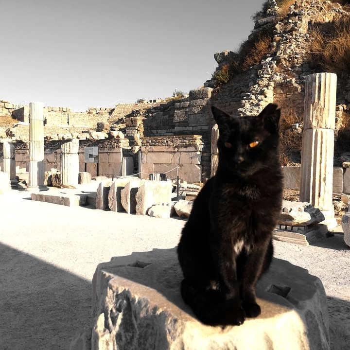 A black cat sitting in front of ancient ruins.