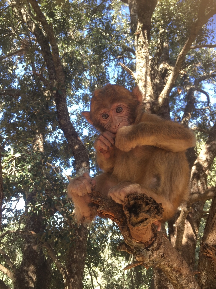 A young monkey sitting on a tree branch in a forested area.