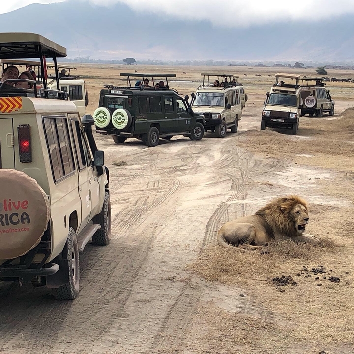 Lion se reposant près de véhicules de safari sur une piste de terre dans la savane.