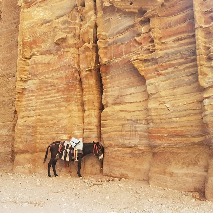 Donkey standing against colorful rock formations.