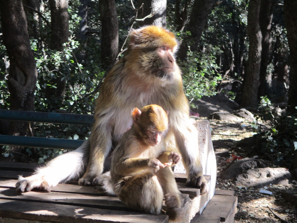 Two monkeys sitting on a bench in a forest.