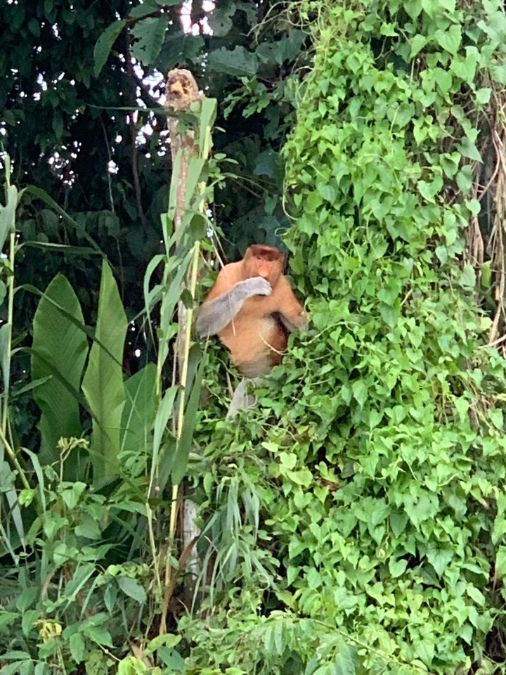Singe nasique se cachant dans un feuillage dense.