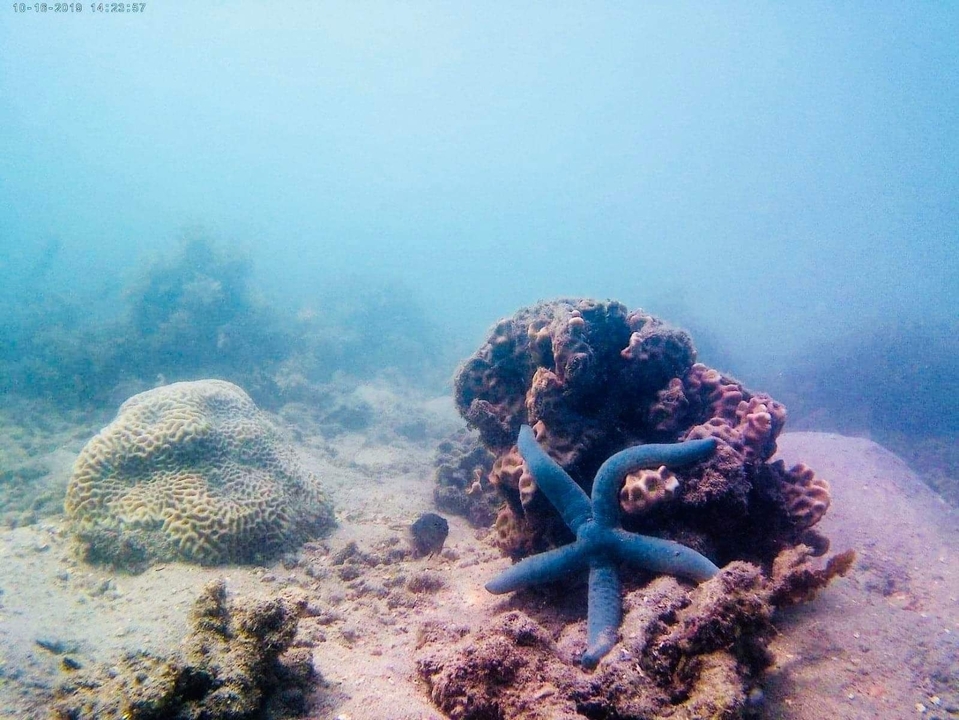 Underwater scene with coral and a starfish.