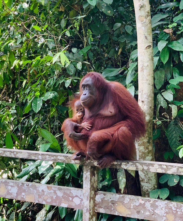 Mère orang-outan et son bébé assis sur une plateforme.