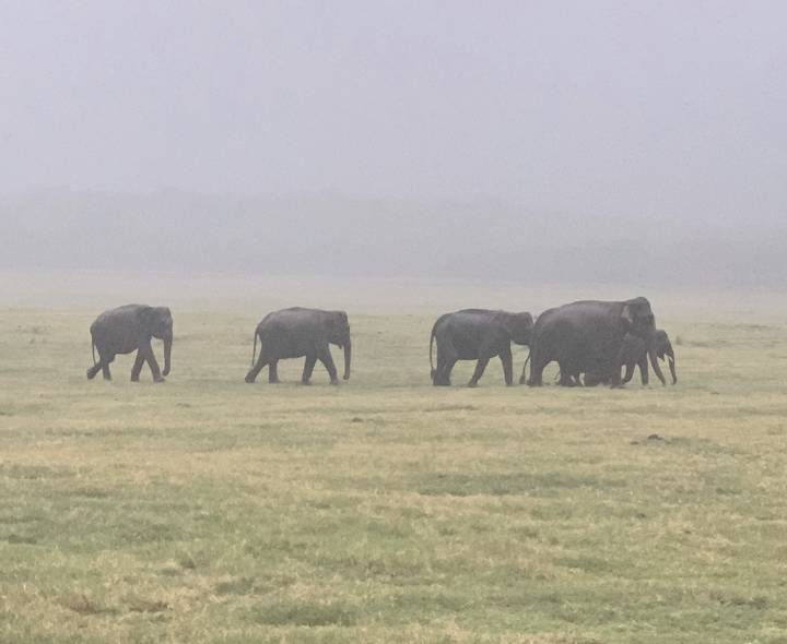 A herd of elephants walking through a foggy grassy field.
