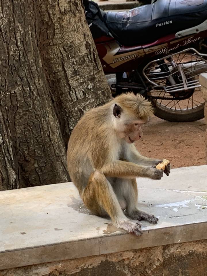A monkey sitting on a ledge eating something with a tree in the background.