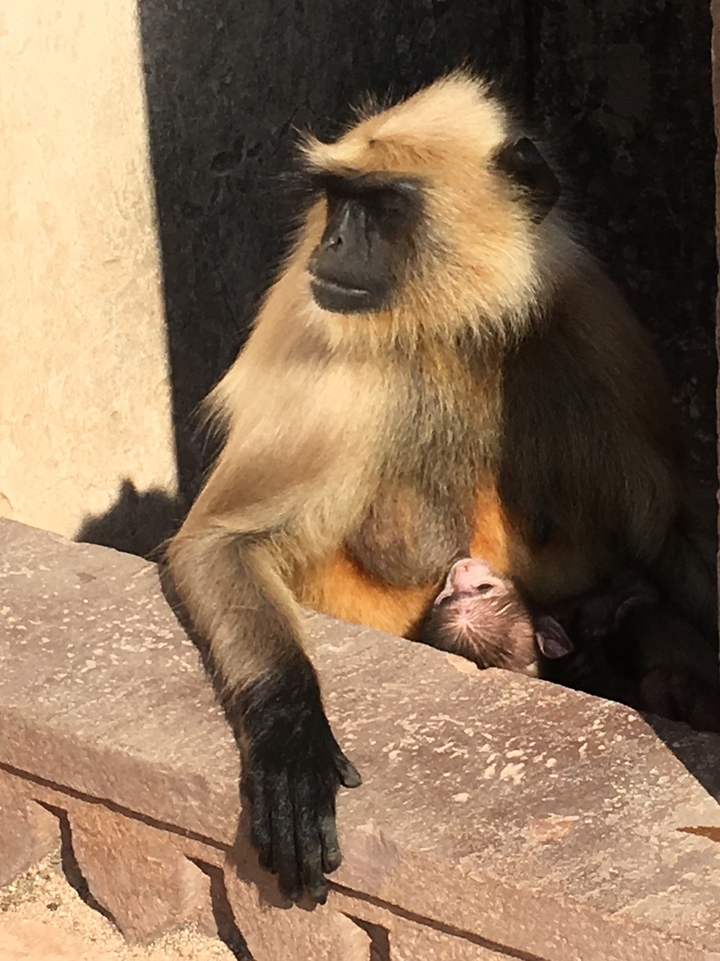 A monkey with a baby in a sunny spot.