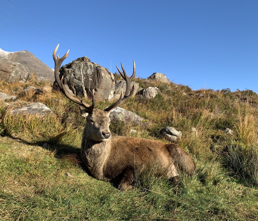 Cerf majestueux se reposant sur une colline rocheuse.